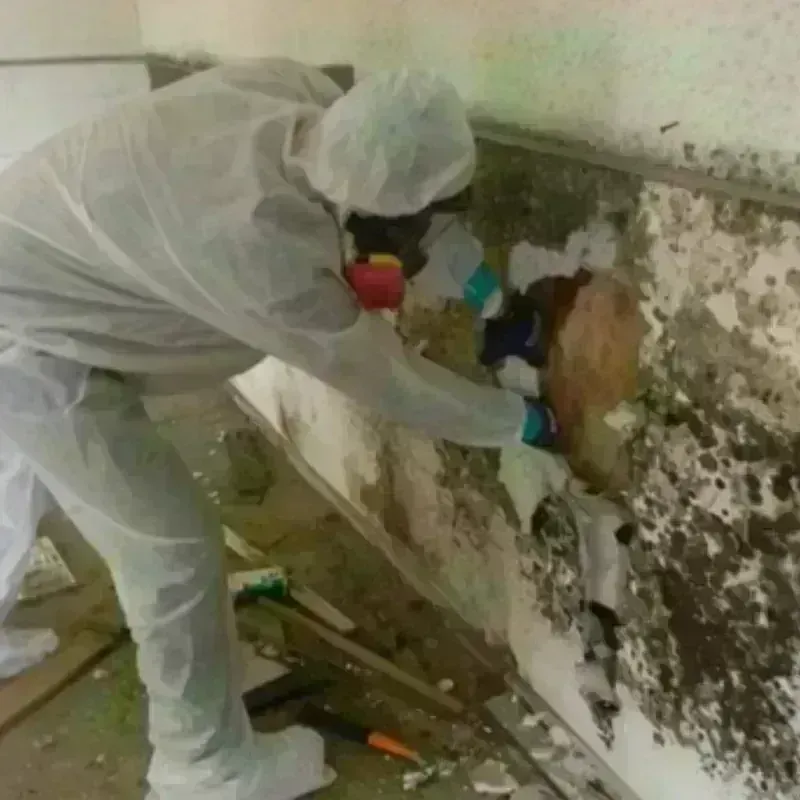 Mold Remediation and Removal in Santa Monica, CA